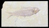 Detailed, Knightia Fossil Fish - Wyoming #40499-1